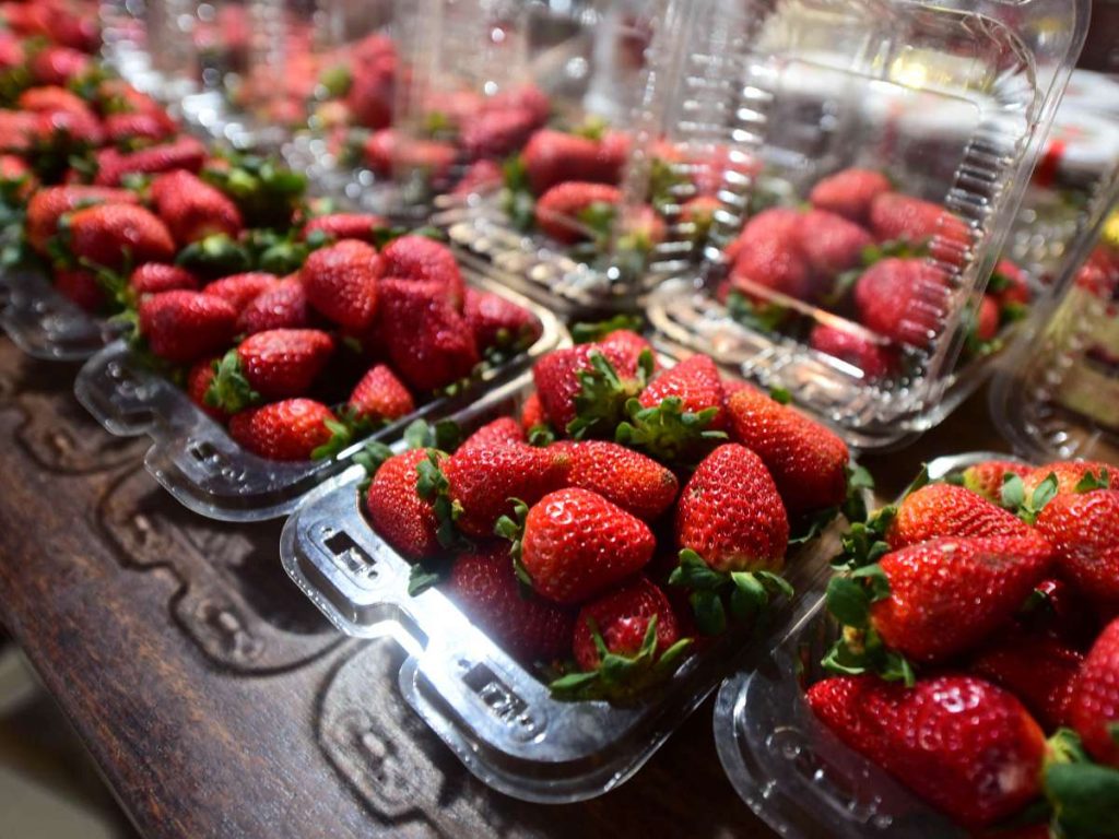 El fruto se recolecta a mano cada mañana y se utiliza fresco para preparar pupusas, postres, mermeladas y atoles en el restaurante local.