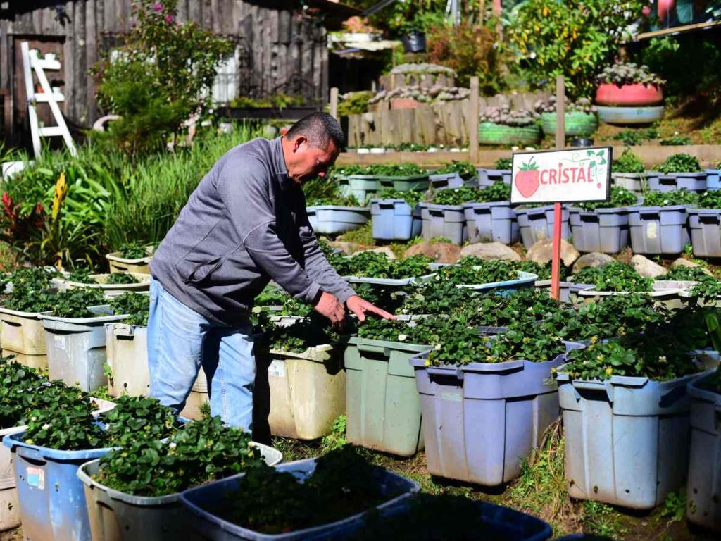 Las plantas de fresa requieren sol constante, riego diario y fertilización controlada para garantizar fruta de calidad.