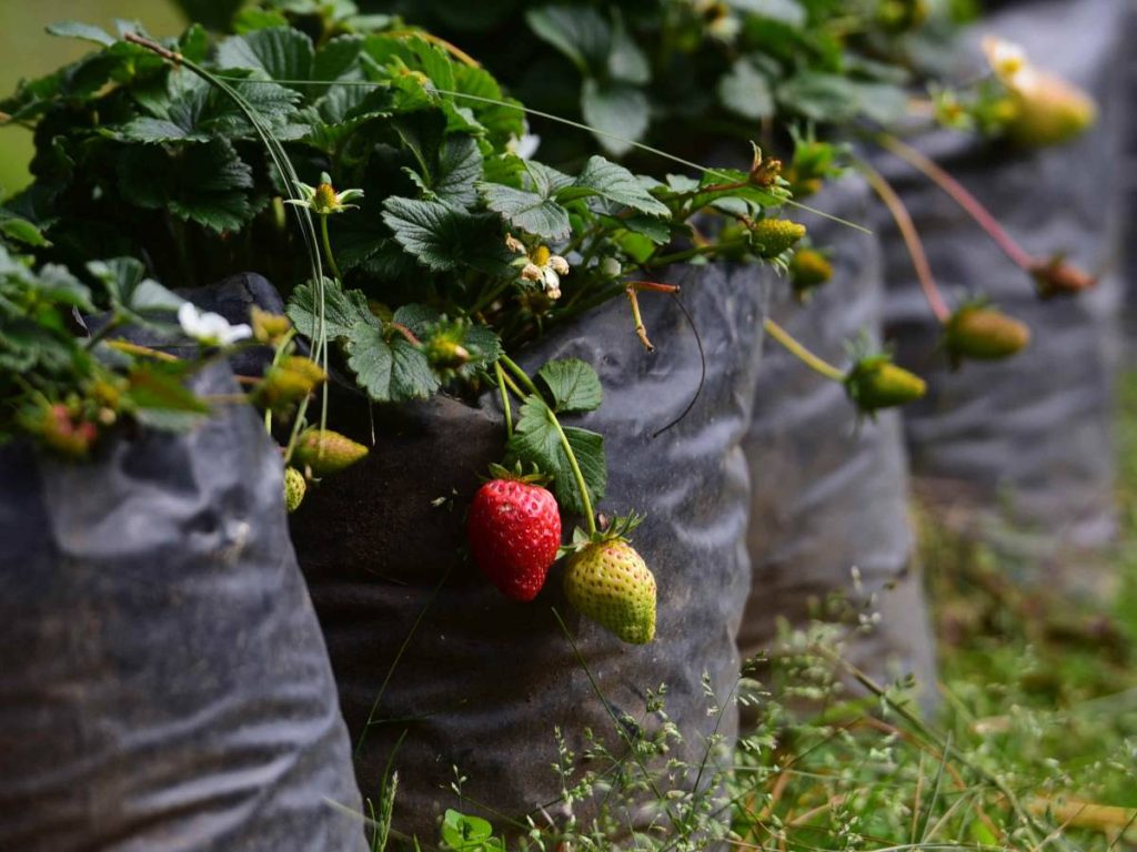 La Casa de las Fresas recibe turistas nacionales y extranjeros que buscan una experiencia diferente en la zona norte del país.