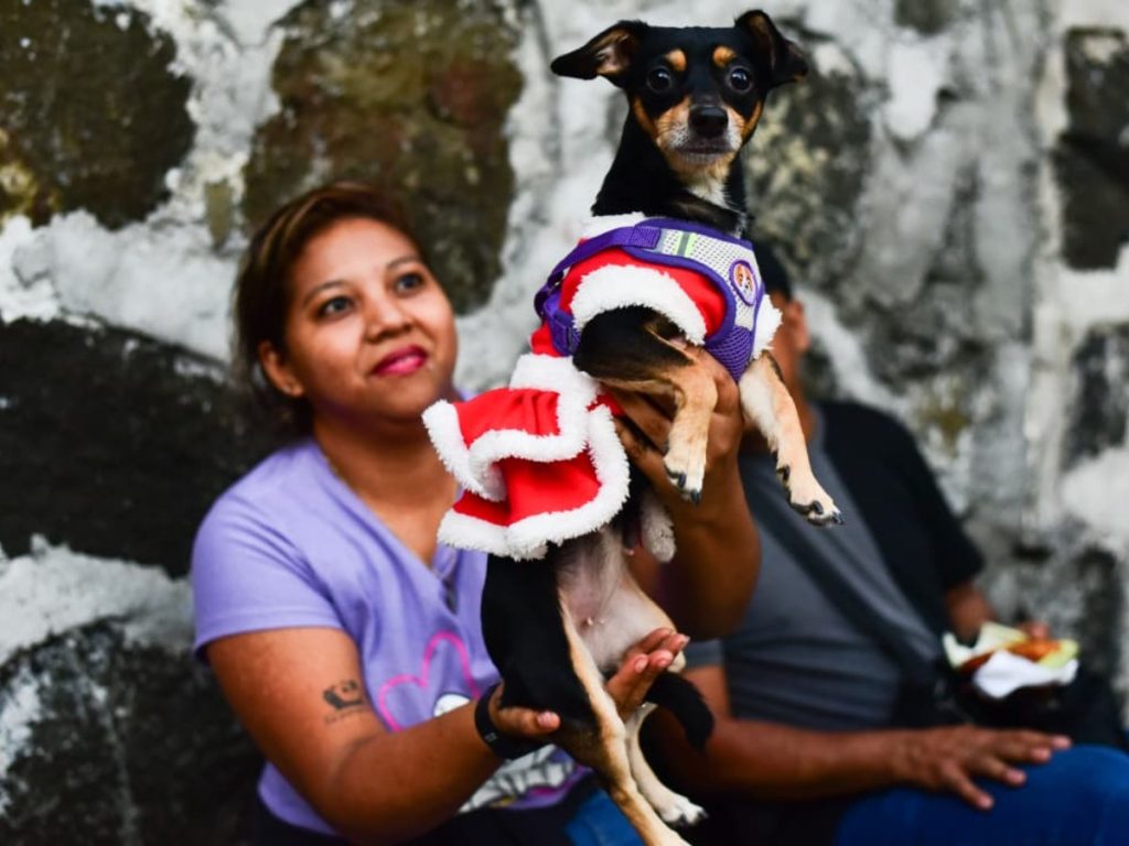 Las mascotas también tienen espíritu navideño en Navilandia. Foto Emerson Del Cid