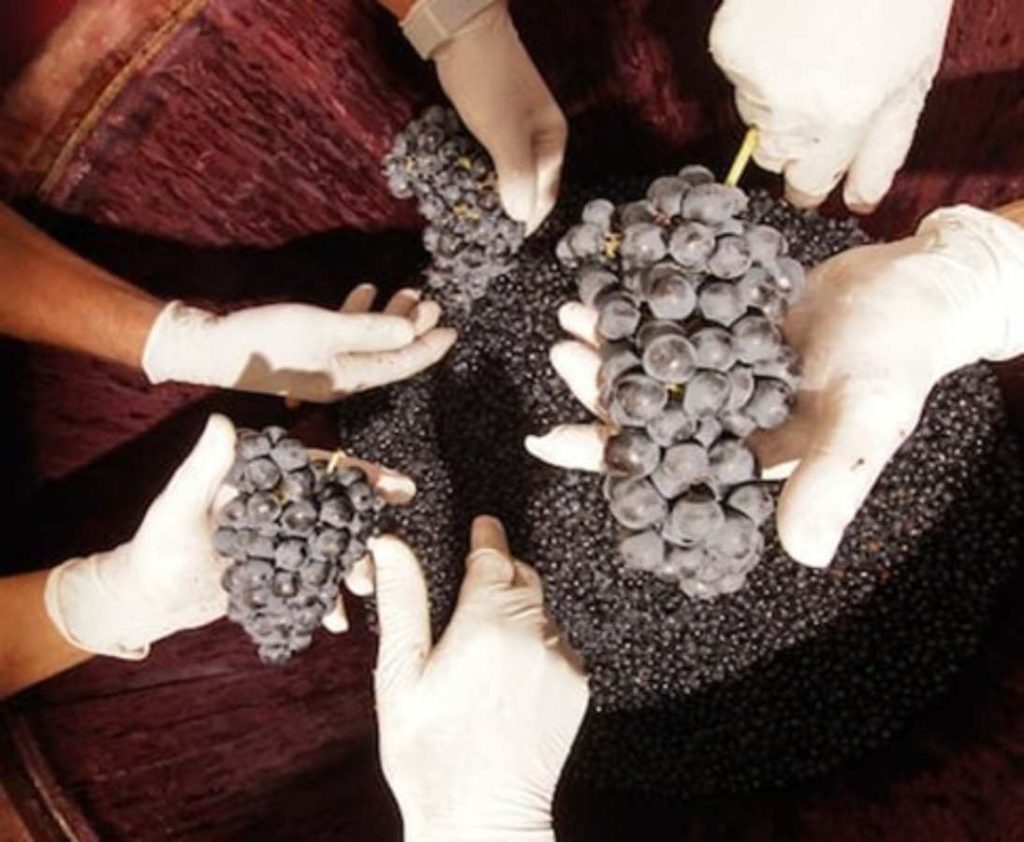 Bodegas Valduero es pionera del vino hecho “a mano”. Y ese trabajo de artesanía, esfuerzo y mimo les permite alcanzar unos resultados excepcionales