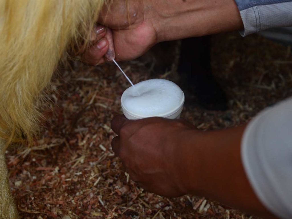 Antes del amanecer, Ovidio alimenta y revisa su rebaño de cabras para iniciar su jornada.