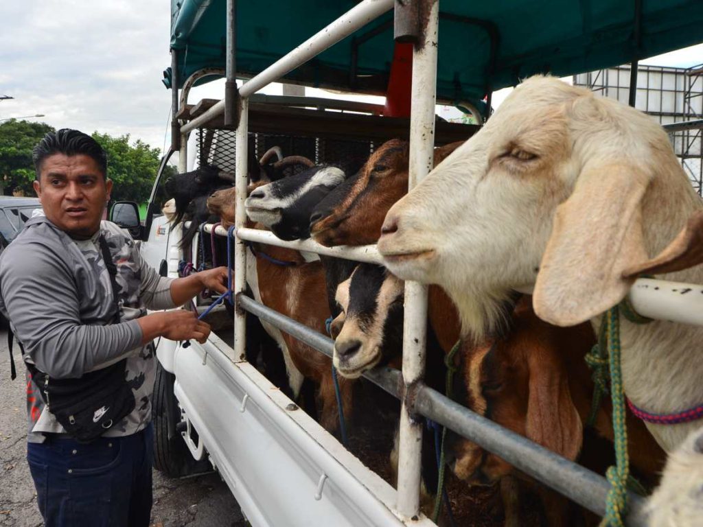 Su rutina inicia a las 3:30 a. m. para cargar cabras y equipo rumbo a la capital.