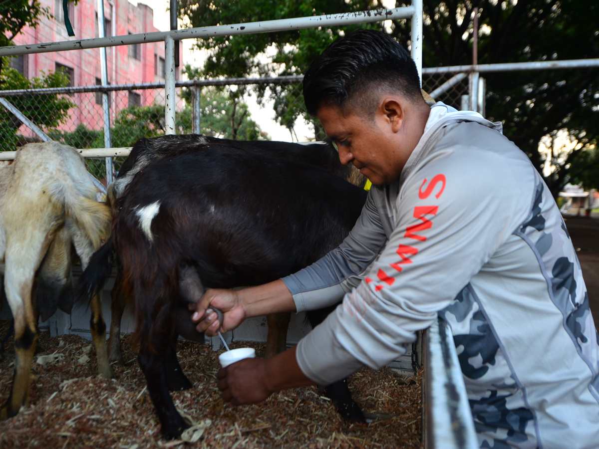 Ovidio Ramírez llega cada mañana a la Plaza Libertad para vender leche de cabra fresca.