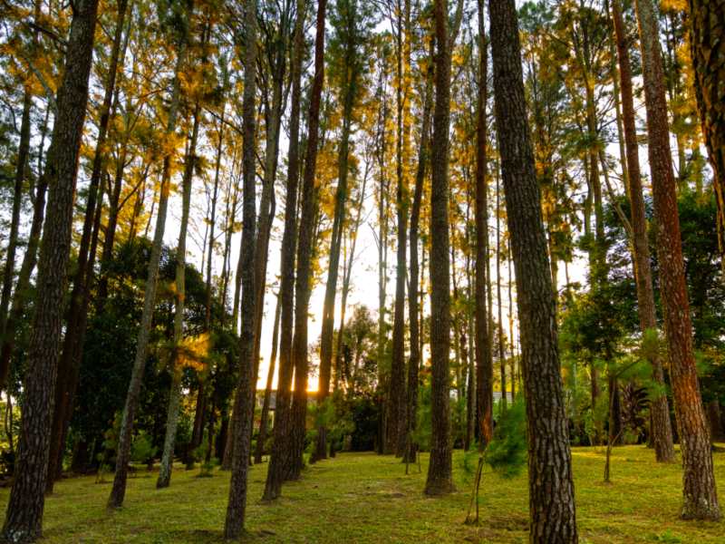 Rodeado de áreas verdes y pinos, el espacio ofrece un ambiente de silencio y reflexión en Antiguo Cuscatlán.