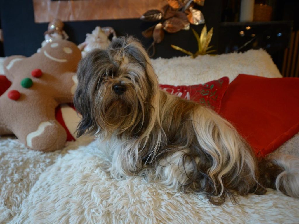 Lucas, el anfitrión: El chihuahuita Lucas da la bienvenida a los visitantes con su encanto, convirtiéndose en el alma del lugar.