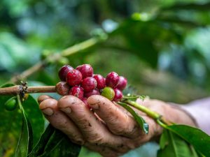 dinero-negocios-cultivo-cafe02