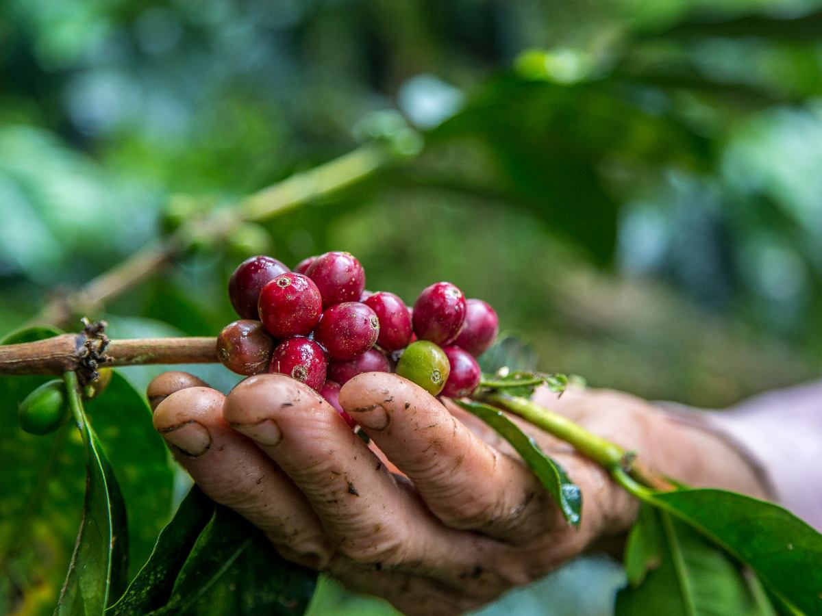Clima seco en Brasil afecta cosechas: Las lluvias por debajo del promedio en el mayor productor mundial están influyendo en las cotizaciones del café arábica.