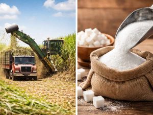 Cosecha de caña de azúcar durante la zafra: maquinaria especializada y transporte coordinado en plena actividad agrícola.