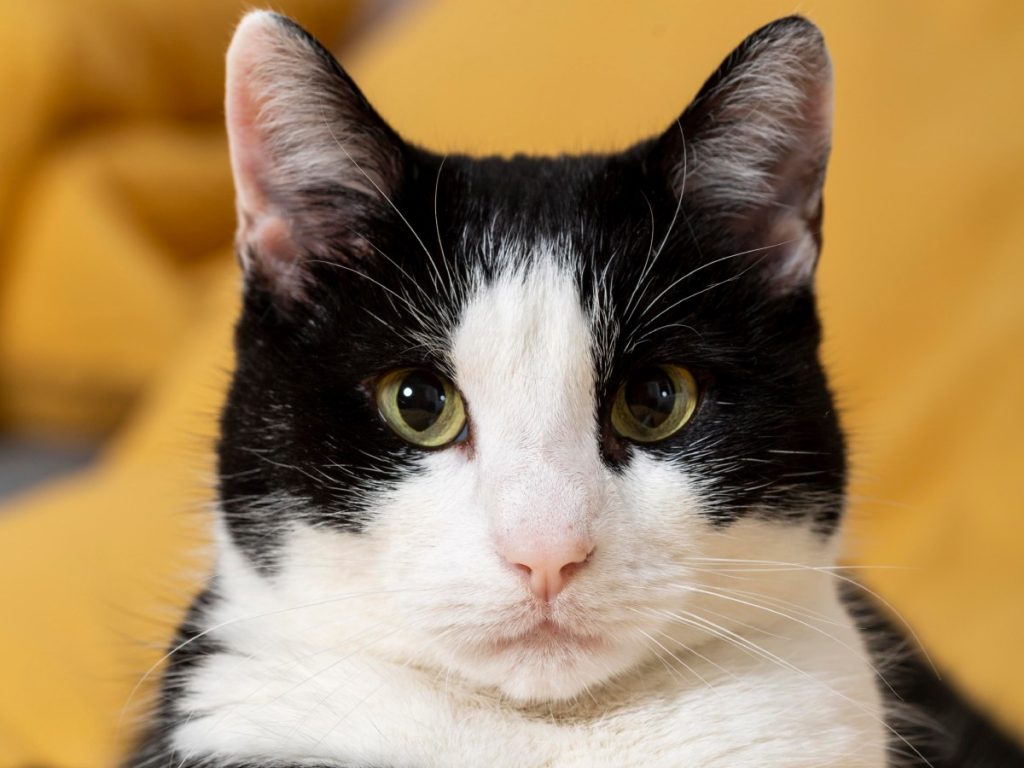 La panleucopenia felina es un virus altamente contagioso que afecta sobre todo a gatos cachorros y no vacunados, según explicó la veterinaria Gabriela Pineda. Fotografía/ Freepik