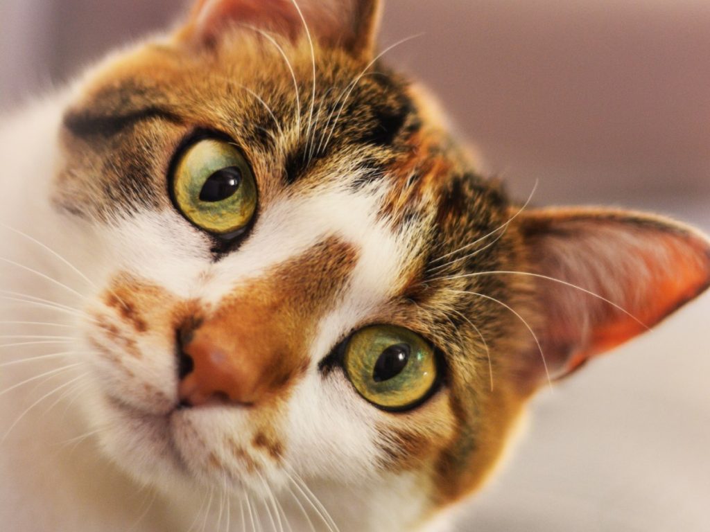 La vacunación y la atención veterinaria oportuna son clave para prevenir la panleucopenia felina, un virus que afecta a gatos en El Salvador. Fotografía/ Freepik