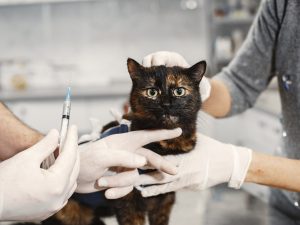 nacional-como-prevenir-virus-en-los-gatos-el-salvador-2