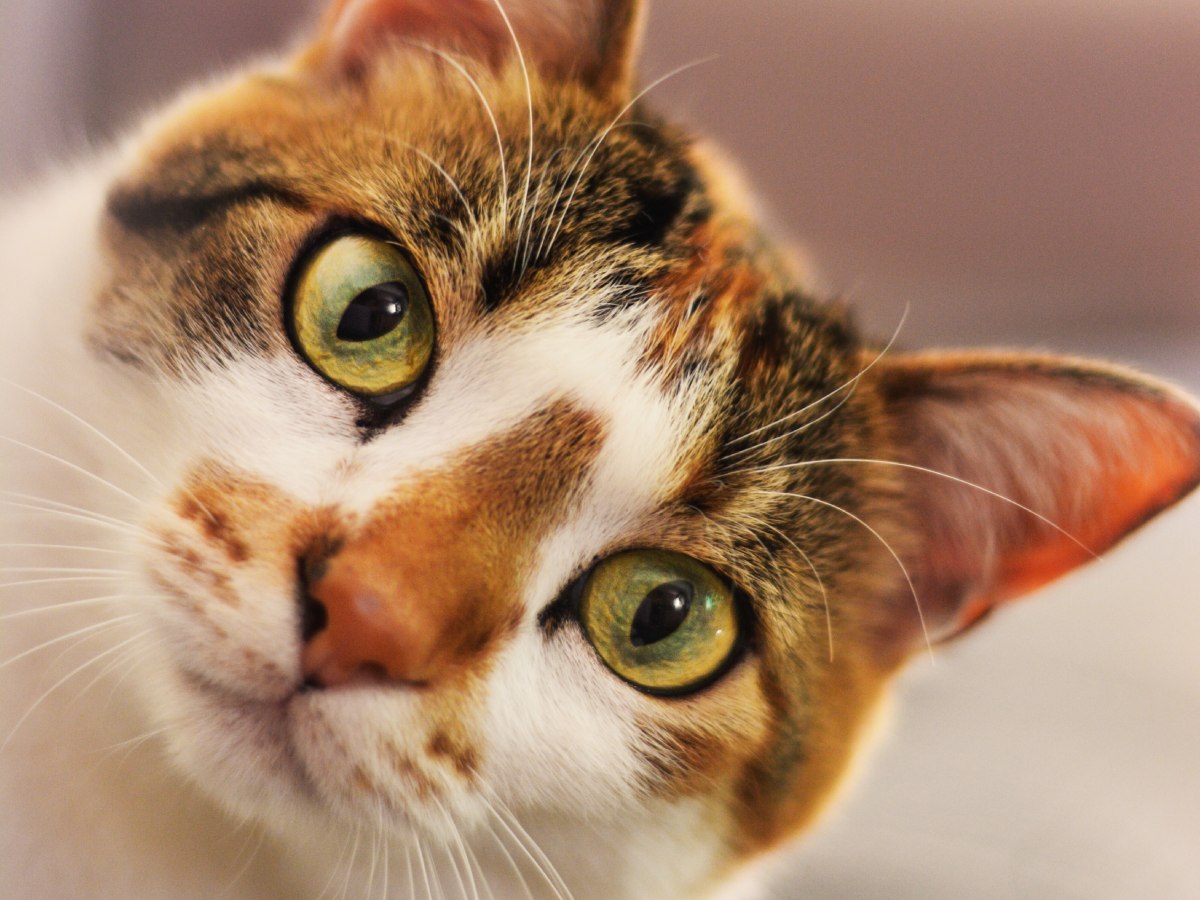 La vacunación y la atención veterinaria oportuna son clave para prevenir la panleucopenia felina, un virus que afecta a gatos en El Salvador. Fotografía/ Freepik