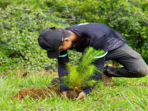 noticias-IM-FAO-REFORESTACION