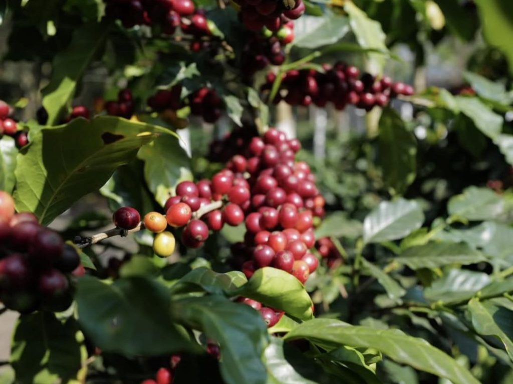 Por su innovación en el café y visión empresarial, la salvadoreña Aida Batlle figura entre las 50 mujeres líderes mayores de 50 de Forbes.