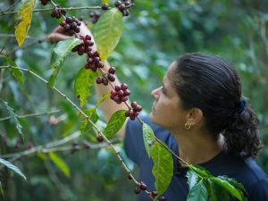 Comisión de Hacienda avala ampliar fideicomiso por cinco años más para el sector cafetalero
