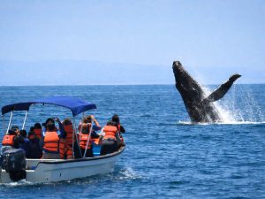 noticias-avistamiento-ballenas-mar-turismo01