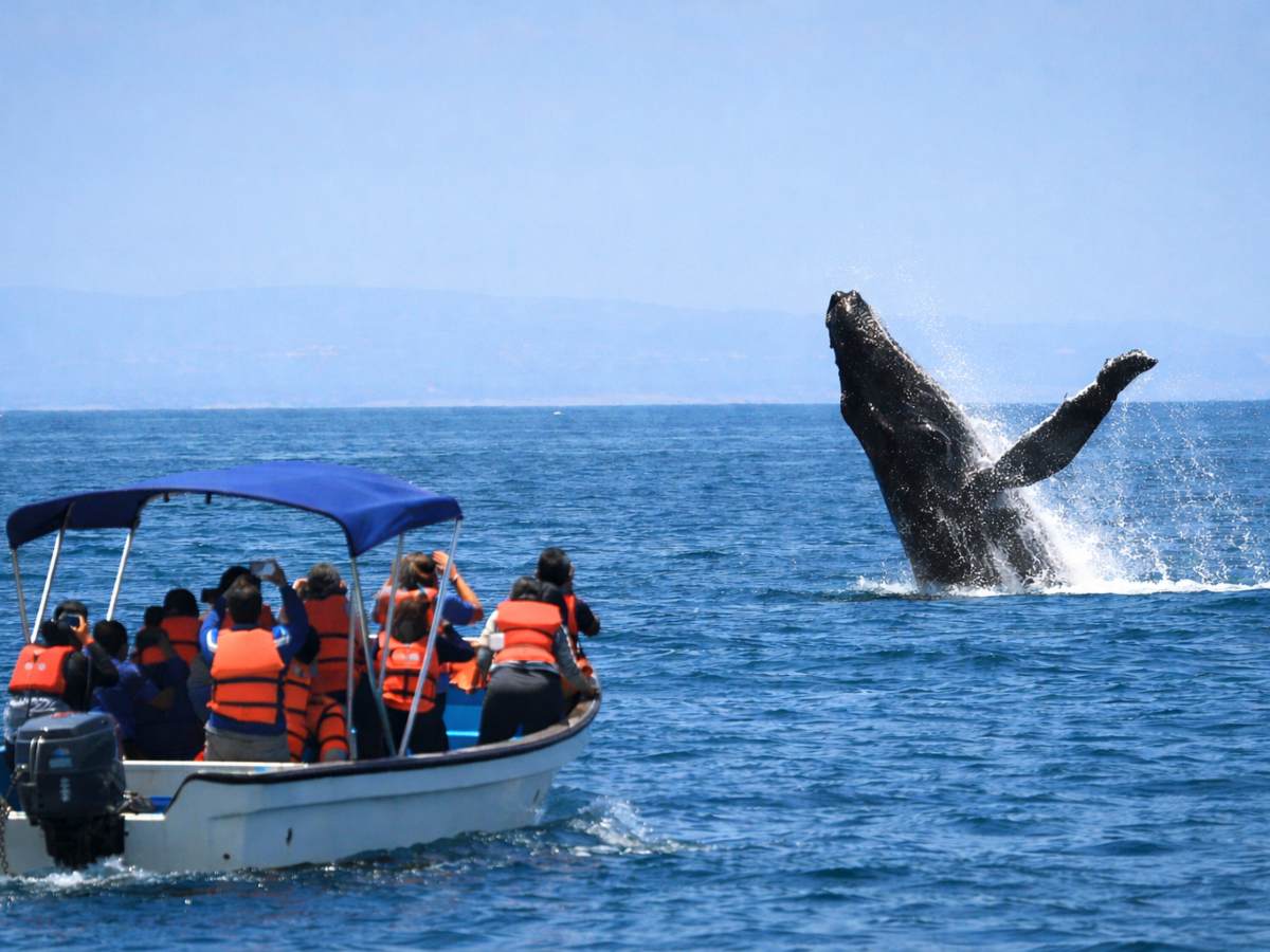 Una ballena jorobada emerge frente a una embarcación turística durante la temporada de avistamiento en el Complejo Los Cóbanos, una experiencia única de ecoturismo marino en El Salvador.