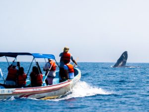 noticias-ballenas-los-cobanos (1)