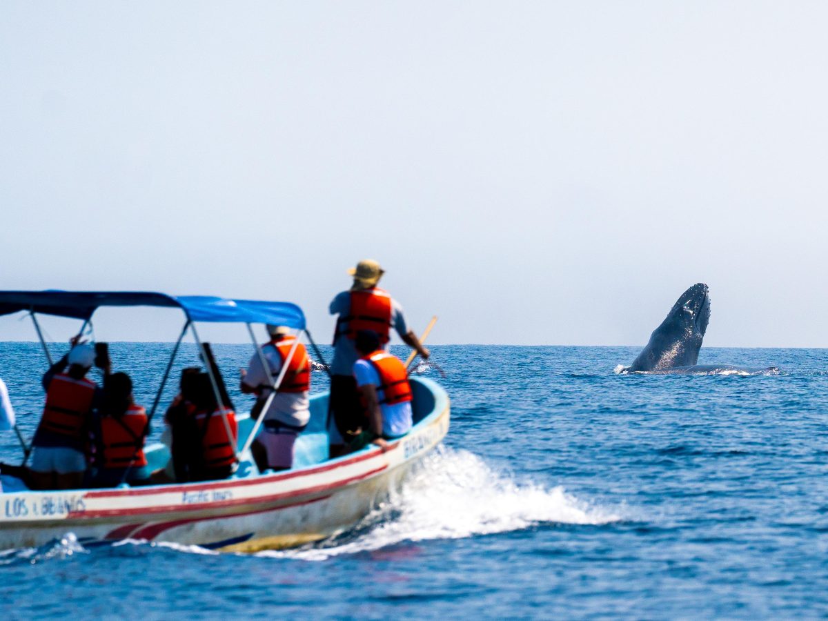 Tours para ver ballenas en El Salvador: estos son los precios, horarios y puntos de salida