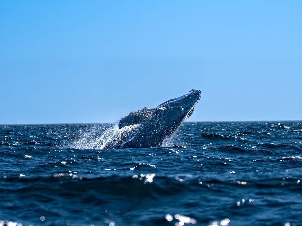 Los tours tienen precios que oscilan entre $35 y $62 por persona e incluyen transporte, guías certificados, seguridad y refrigerios.