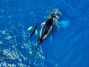 noticias-ballenas-los-cobanos