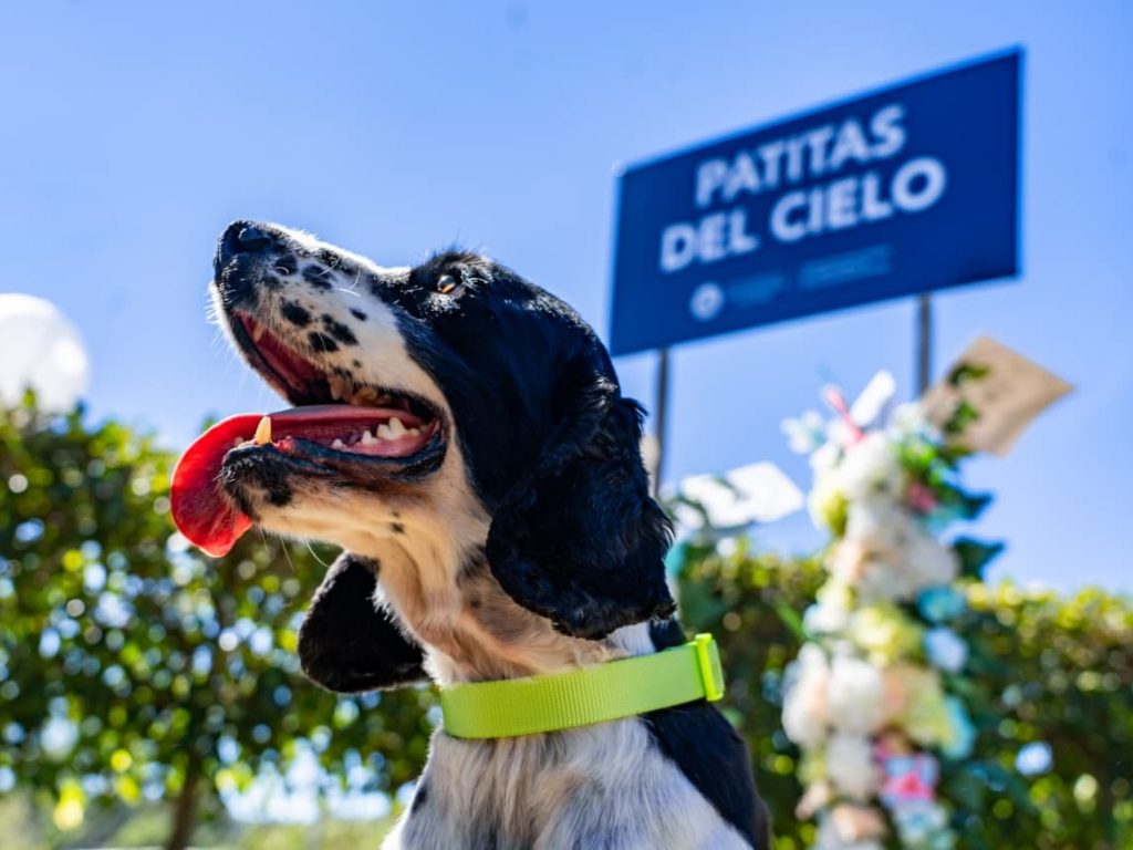 El área “Jardín de Huellitas” ofrece fosas desde $40, con opciones de placas conmemorativas y prórrogas anuales.