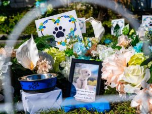 noticias-cementerio-mascotas-bermeja