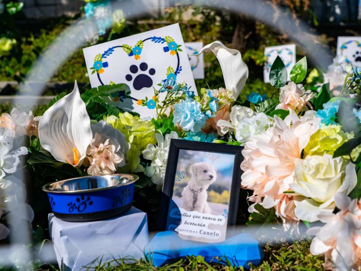 ¿Qué mascotas podés enterrar en el cementerio La Bermeja? Conocé las opciones y costos