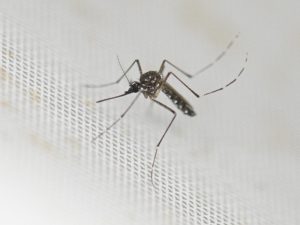 noticias-dengue-mosquito-transmisor-afp
