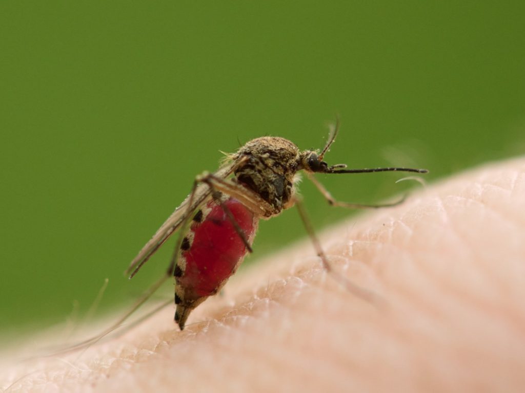 Mosquitos en zonas urbanizadas muestran mayor preferencia por picar a personas, elevando el riesgo de enfermedades transmitidas por vectores.