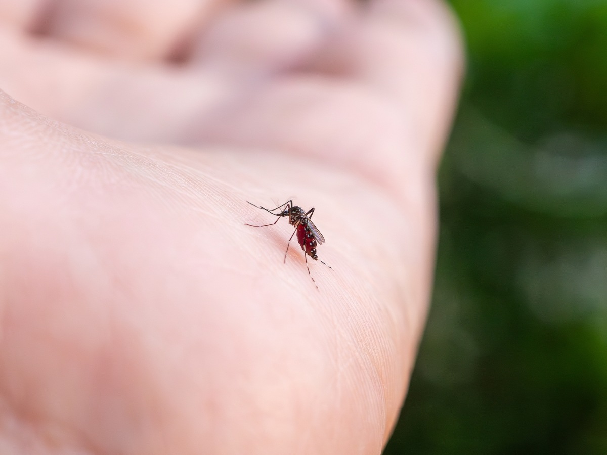La pérdida de hábitats naturales obliga a los mosquitos a buscar nuevas fuentes de sangre, acercándolos cada vez más a los humanos.