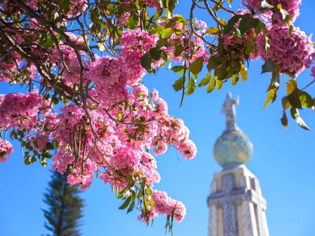 La floración del maquilishuat marca el inicio de la tradicional temporada rosa en El Salvador.