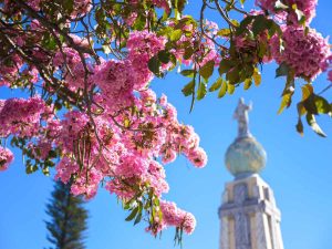 La floración del maquilishuat marca el inicio de la tradicional temporada rosa en El Salvador.