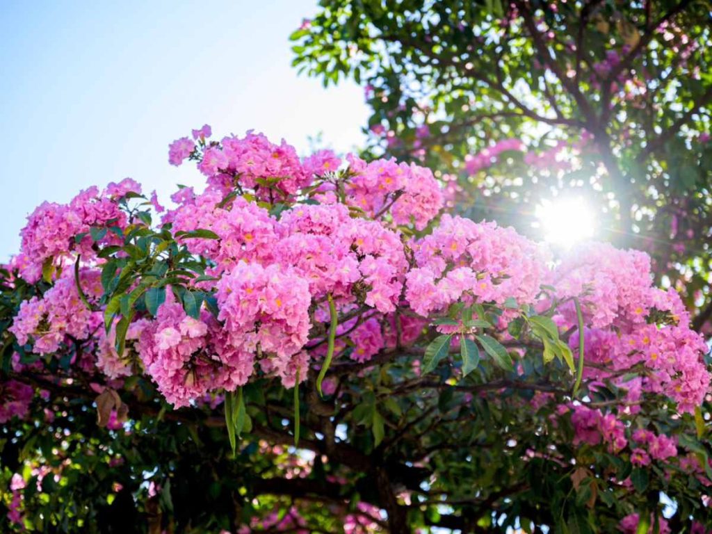 Flores rosadas del maquilishuat cubren el paisaje durante la estación seca.