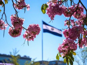 noticias-nacionales-floracion-maquilishuat03