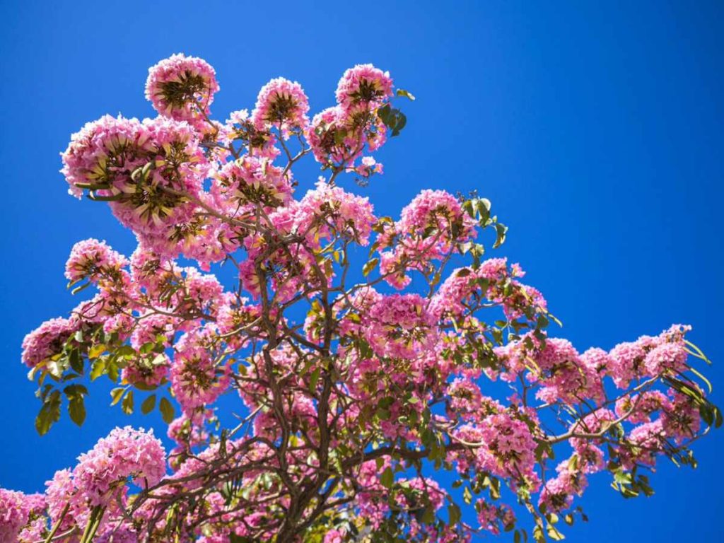 Cada año, la temporada rosa transforma el entorno con la floración del maquilishuat.