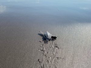 Un total de 62 tortuguitas marinas fueron liberadas este día en la playa Garita Palmera, Ahuachapán, tras completar con éxito su proceso de incubación.