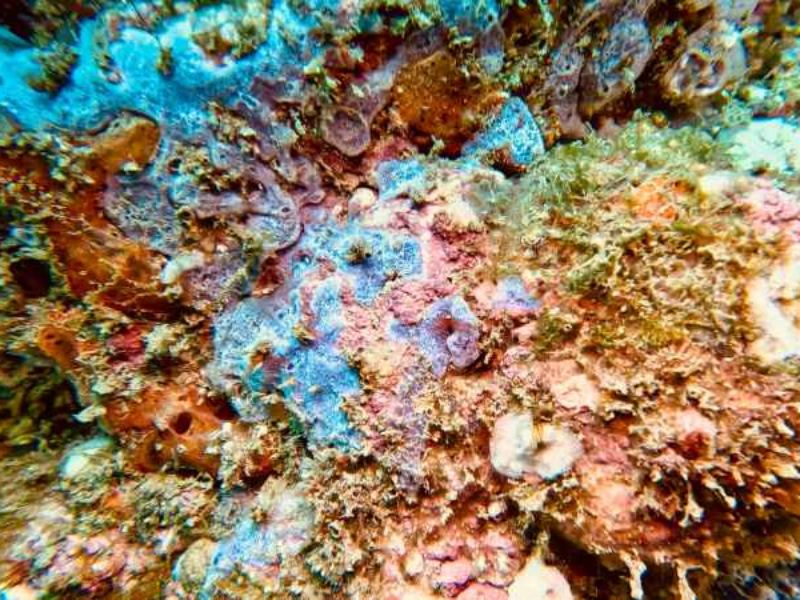 El ecosistema arrecifal de Los Cóbanos será uno de los principales puntos de evaluación científica en este histórico estudio.