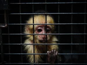 Un operativo contra el tráfico ilegal de fauna permitió el decomiso de 36 animales silvestres, entre ellos tucanes, monos capuchinos y varias especies de loros.