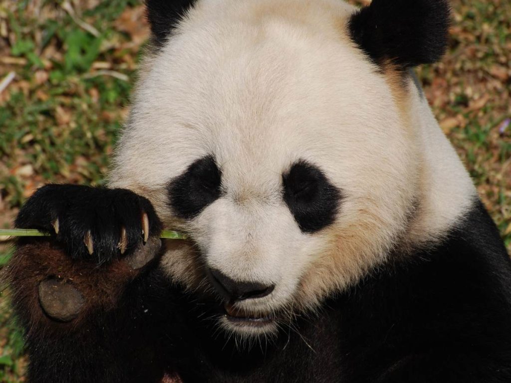 Aunque su población aumentó, el panda gigante sigue clasificado como vulnerable debido a la pérdida de hábitat y los efectos del cambio climático.