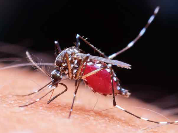 Zancudo transmisor del dengue alimentándose de sangre humana. / Foto: Archivo elsalvador.com