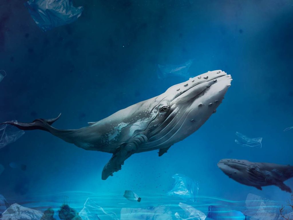 Turistas viven la emoción del avistamiento de ballenas jorobadas en Playa Los Cóbanos, una actividad que combina aventura, conservación y contacto directo con la naturaleza.