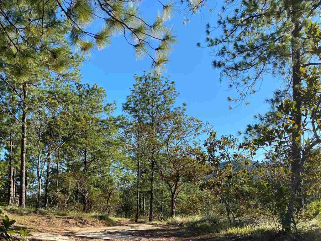Senderos naturales recorren el Llano del Muerto, permitiendo caminatas seguras entre bosques de pino y paisajes característicos del norte de Morazán.