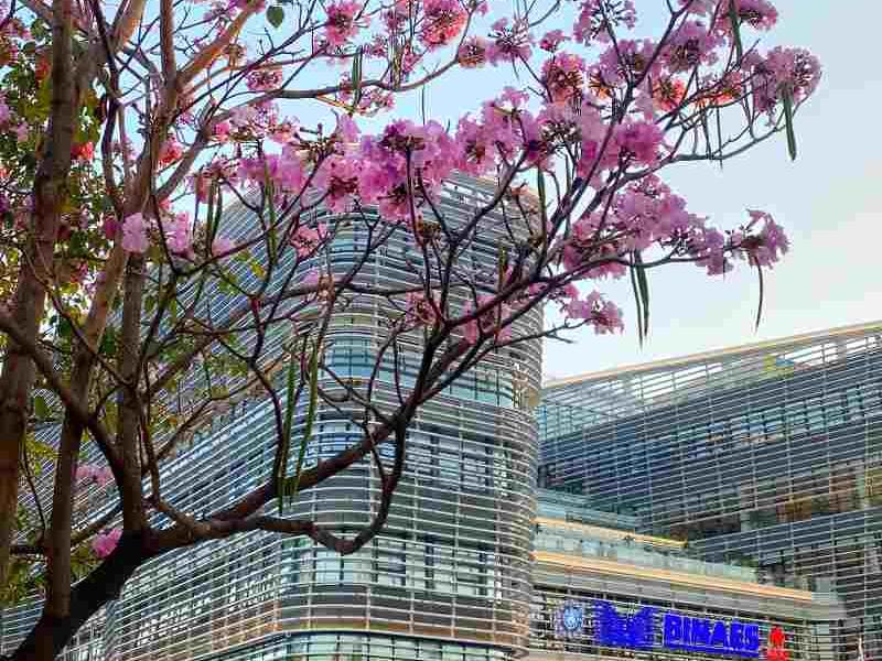 Flores de maquilishuat caen como una alfombra natural en el Centro Histórico de San Salvador.