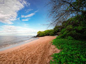 Los árboles de almendro brindan sombra natural a lo largo de la costa.
