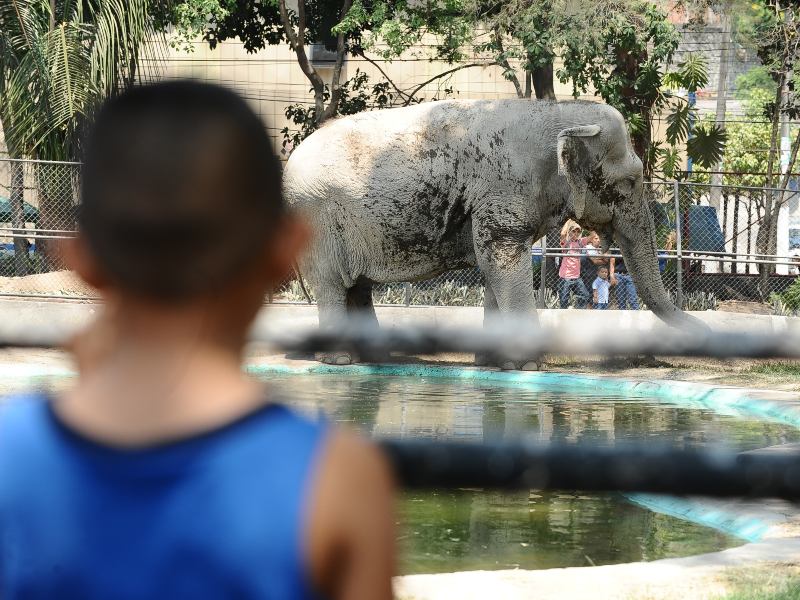 Por décadas, este espacio fue el primer encuentro con el mundo animal para miles de salvadoreños