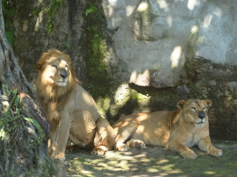 Con una extensión de 10 manzanas, fue uno de los espacios recreativos más visitados de la capital.
