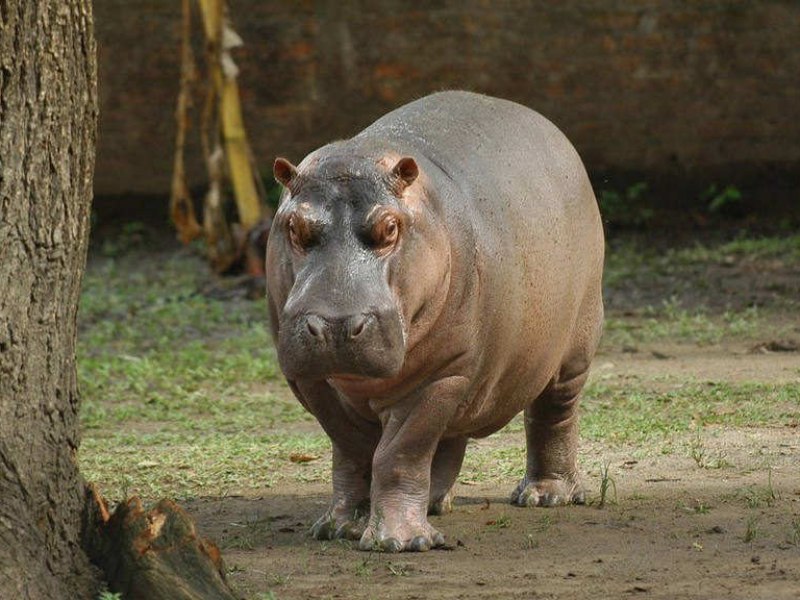 Gustavito, el hipopótamo más recordado del país, generó una ola de indignación tras su trágica muerte en 2017.