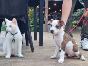 turismo-sabores-de-el-salvador-01